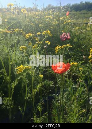 Scharlachrote Mohnblumen und andere Wildblumen, die am frühen Morgen gefangen wurden Stockfoto