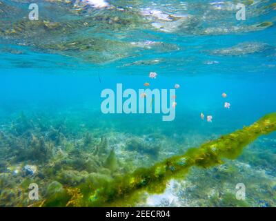 Gelber Dascillus-Fisch fingering in der Nähe von Korallenriff, Unterwasserfoto. Tropische Fische Fingerlinge versteckt sich in Algen von Anker-Tackle. Schnorcheln in Korallen re Stockfoto