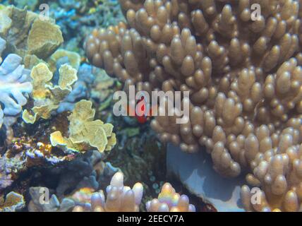 Anemonefisch im Korallenriff, Unterwasserfoto. Orangefarbene Clownfische blicken in die Kamera. Neugierig und niedlichen Nemo Fisch. Korallenriff Ökosystem Bewohner. Marine und Stockfoto