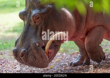Eine Nahaufnahme eines Hippos-Gesichts Stockfoto