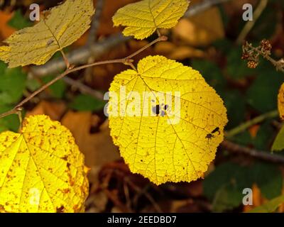 Gelbe Herbstblätter eines großen Lindenbaums - Tilia platyphyllos Stockfoto