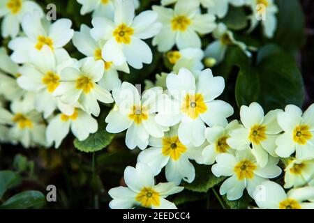 Wilde englische Primrose wächst im Frühling, die Blütenblätter und Blätter sind essbar und in Wäldern und Hüttengärten gefunden Stockfoto