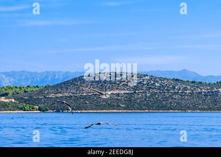 Möwe fliegt über Meer in Kroatien, landschaftlich schöne Aussicht während der Kreuzfahrt in der Adria. Urlaubs- und Reisekonzept. Stockfoto