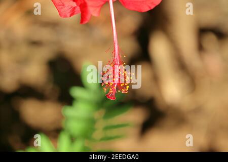 Makroaufnahme eines roten Hibiskusblütenpollens, Indien-Asien Stockfoto