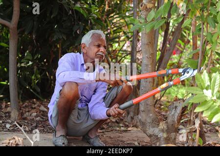 Ein älterer indischer Bauer oder Mann mit Hilfe eines Gartens oder Feldbogens Schnitt unproduktive Äste von Bäumen, indien-Asien Stockfoto