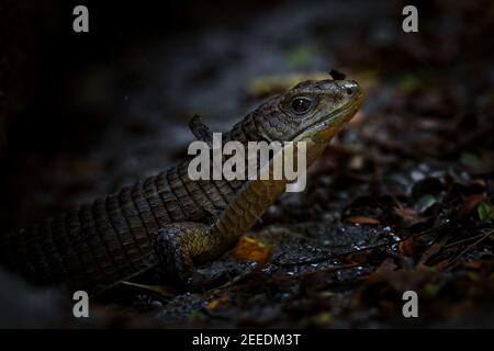 Die sudanplattierte Eidechse - Broadleysaurus major, große schüchterne Eidechse aus afrikanischen Wäldern und Gärten, Sansibar, Tansania. Stockfoto