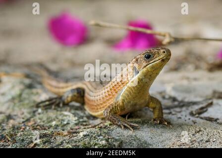 Die sudanplattierte Eidechse - Broadleysaurus major, große schüchterne Eidechse aus afrikanischen Wäldern und Gärten, Sansibar, Tansania. Stockfoto