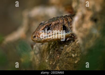 Die sudanplattierte Eidechse - Broadleysaurus major, große schüchterne Eidechse aus afrikanischen Wäldern und Gärten, Sansibar, Tansania. Stockfoto