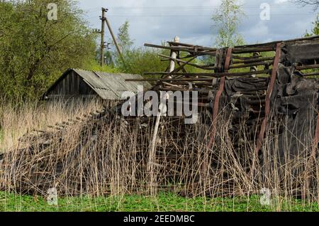 Ruinierte Holzscheune auf dem Gelände eines bewachsenen Bauernhofes ohne Eigentumsrechte im Frühling (Pskow Oblast, Russland) Stockfoto