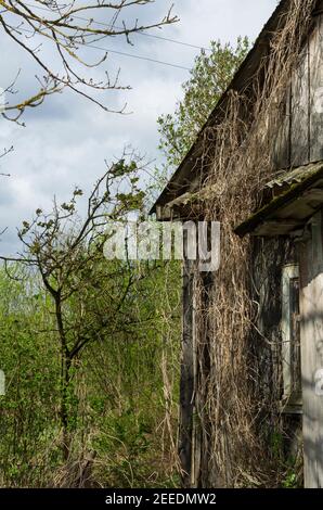 Teil der Fassade eines verlassenen Dorfhauses mit Gras ohne Eigentumsrechte überwuchert (Pskov Region, Russland) Stockfoto