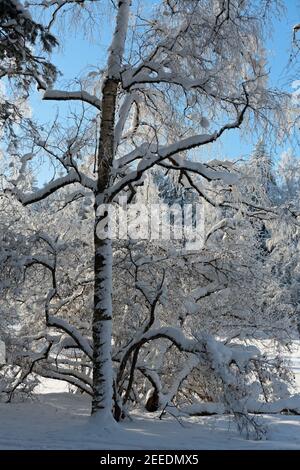 Eine verschneite Landschaft mit schneebedeckten jungen Birken Stockfoto