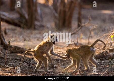 Ein junges Paar Chacma Paviane, Papio ursinus, spielen Kampf in Simbabwes Mana Pools National Park. Stockfoto