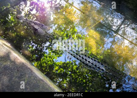 Krokodil im Wasser mit Sonnenstrahl und Baumreflexion, wildes tropisches Tierfoto. Alligator versteckt im Teich. Süßwasser Krokodil Kopf und Rücken. Mann-ein Stockfoto