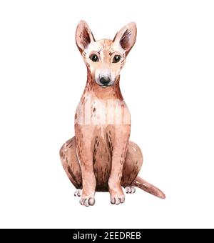 Aquarell Dingo. Tiere Australien Illustration Aquarell. wilder australischer Hund. Stockfoto