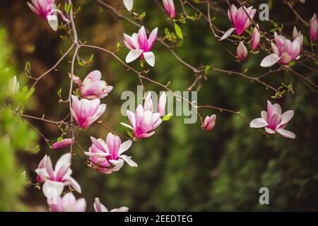 Blühend Magnolienbaum mit großen rosa Blüten, Frühling Stockfoto