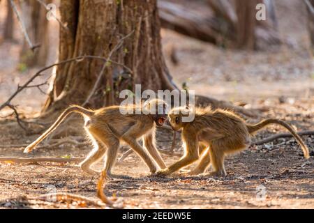 Ein junges Paar Chacma Paviane, Papio ursinus, spielen Kampf in Simbabwes Mana Pools National Park. Stockfoto