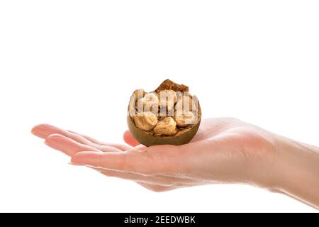 Halten Mönch Obst Querschnitt in der Hand isoliert auf weißem Hintergrund. Siraitia grosvenorii. Stockfoto