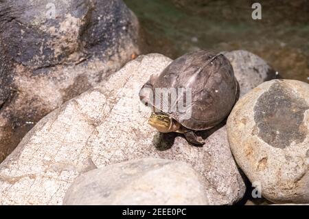 Nette Schildkröte auf runden Stein in der Nähe des Teiches. Land Schildkröte mit gelben Streifen auf dem Kopf. Amboina Box Schildkröte. Freundliches Reptil als Haustiertier. Pflege und f Stockfoto