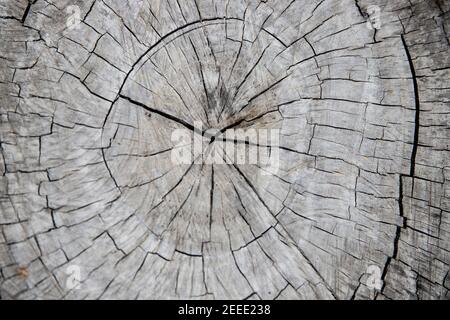 Querschnitt durch Holzkoffer. Baumstamm Foto von oben. Naturholzhintergrund mit verwitterten Rissen. Altes graues Holz in der Nähe. Holzstruktur für Vint Stockfoto