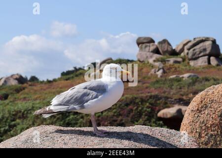 Möwe auf einem Felsbrocken an der Rosa Granitküste - Cote de Granit Rose - große Naturstätte von Ploumanach, Bretagne, Frankreich Stockfoto