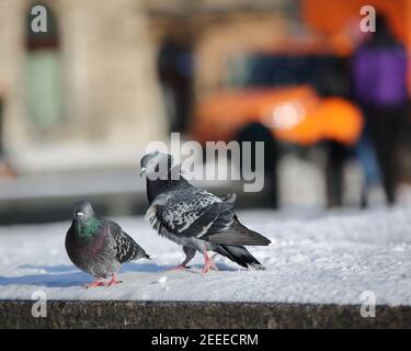 Männliche Taube versucht, weibliche Taube in der Stadt zu gewinnen, schneereichen kalten Wintertag Stockfoto