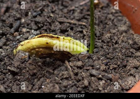 Mango-Sämling aus Samen geboren Stockfoto