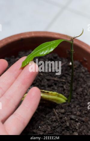 Mango-Sämling aus Samen geboren Stockfoto