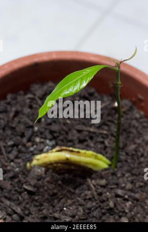 Mango-Sämling aus Samen geboren Stockfoto