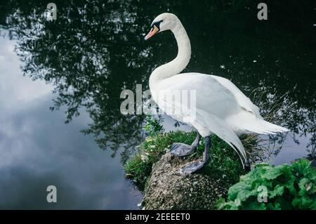 Schwan 'Cygnus olor' steht auf Stein neben einem Fluss in Bath, England, Großbritannien Stockfoto