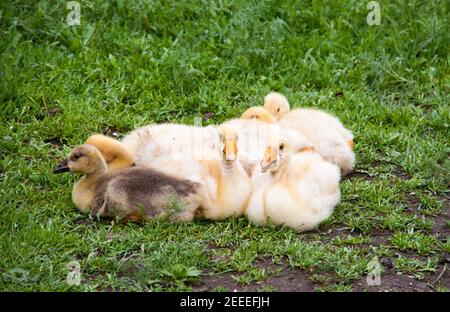 Wenige junge Gans liegen auf dem Gras im Hof Stockfoto