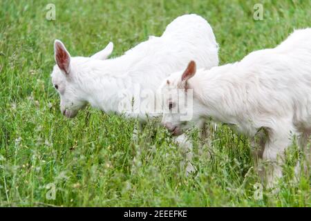 Im Dorf grasen Ziegenlinge auf Gras Stockfoto