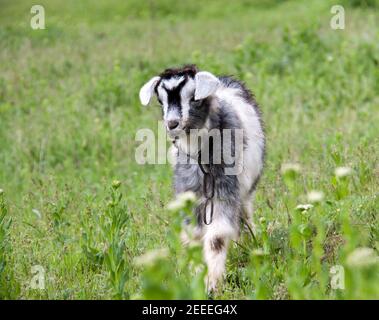 Im Dorf grasen Ziegentiere auf Gras Stockfoto