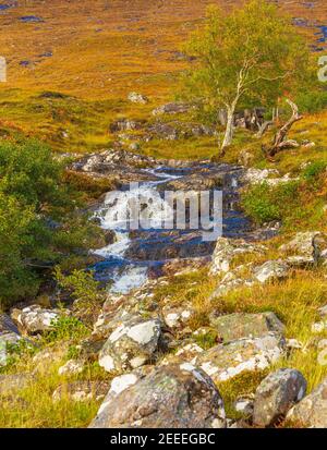 Glen Strathfarrar im Herbst mit Wasserfall und Silberbirke. Steinbrocken mit grünen Flechten und goldenen, herbstlichen Farben im Scottish Highl Stockfoto