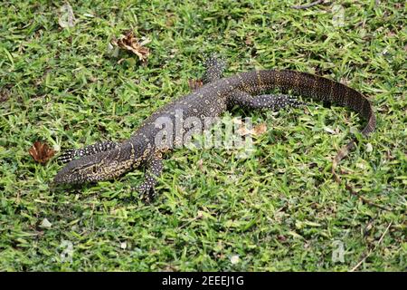 Nil-Monitor im Gras, Botswana Stockfoto