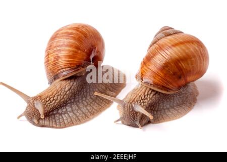 Zwei Live-Schnecke kriechen auf weißem Hintergrund Nahaufnahme Makro Stockfoto