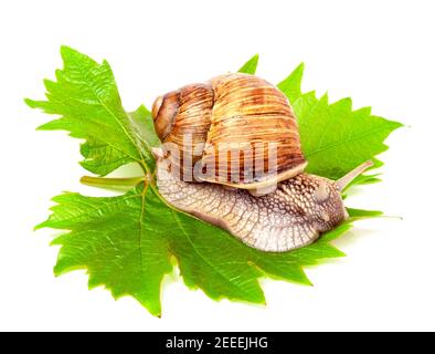 Schnecke kriecht auf dem weißen Hintergrund des Traubenblattes Stockfoto