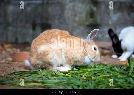 Gelbes Kaninchen auf dem Gras vor dem Hintergrund anderer Kaninchen. Stockfoto