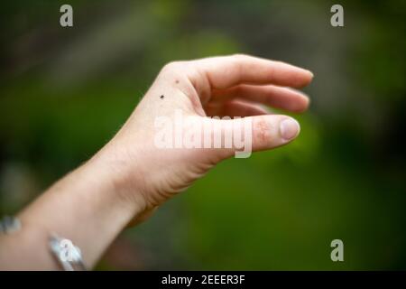 Enzephalitis tick sitzt auf dem Arm. Nahaufnahme Stockfoto