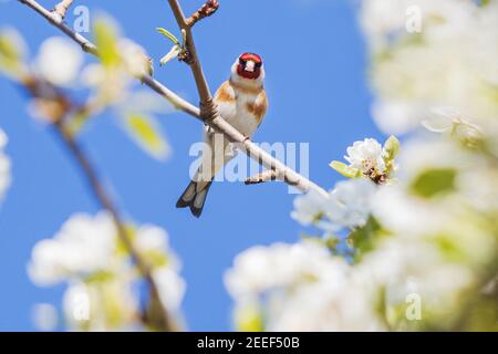 goldfinch sitzt inmitten der Frühlingsblüte Stockfoto