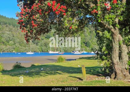 Boote in Whangamata Harbour, Neuseeland, mit einem blühenden Pohutukawa Baum im Vordergrund Stockfoto