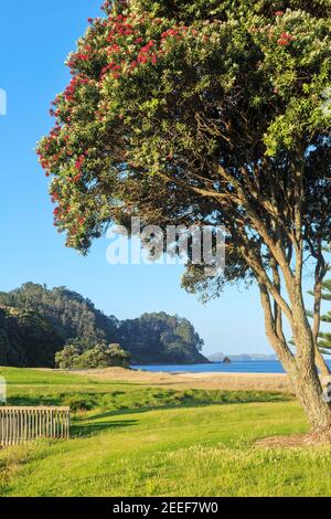 Onemana Beach auf der Coromandel Peninsula, Neuseeland. Im Vordergrund steht ein einheimischer Pohutukawa-Baum Stockfoto