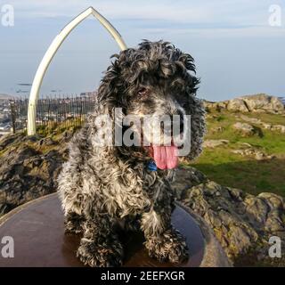 Cocker Spaniel Hund an der Spitze von North Berwick Law Stockfoto