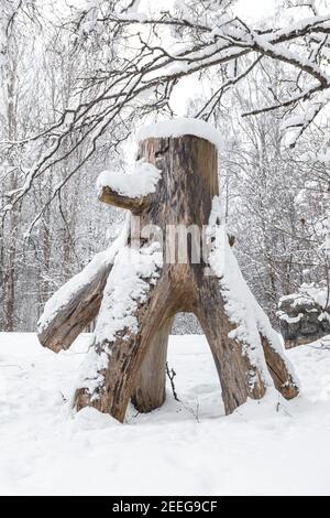 Ein alter Stumpf in Form eines Mannes unter dem Schnee. Nahaufnahme. Hochwertige Fotos Stockfoto