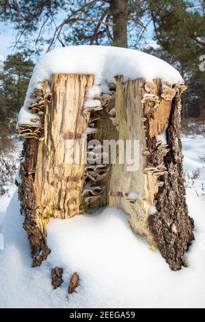 Baumstumpf mit Pilzen im Wald im Winter, mit Schnee bedeckt Stockfoto