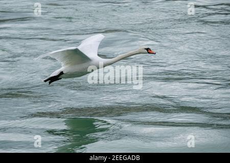 Lyon (Frankreich), 02. Februar 2021. Ein Schwan, der auf dem Rhône fliecht. Stockfoto