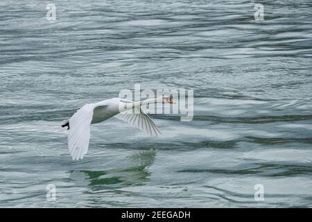 Lyon (Frankreich), 02. Februar 2021. Ein Schwan, der auf dem Rhône fliecht. Stockfoto