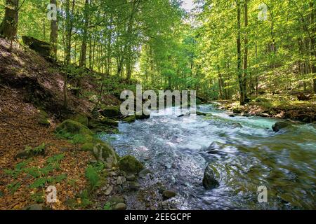 Fluss im Buchenwald. Sommer Naturlandschaft an einem sonnigen Tag. Schnelles Wasser fließt zwischen den Felsen. Bäume am Ufer in üppig grünen Blättern Stockfoto