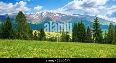 Berglandschaft an einem sonnigen Tag. Schöne alpine Landschaft mit Fichten. Wiese auf dem Hügel rollt hinunter in die ferne va