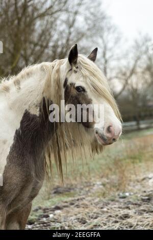 Freies Roaming Gypsy vanner Pferd auf Port Meadow Oxford England Europa Stockfoto