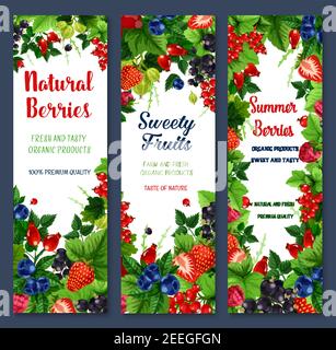 Beeren Banner von frischen natürlichen Früchten. Rote und schwarze Johannisbeere oder Himbeere, Gartenkirsche und Stachelbeere. Vector Farm angebaut Stachelbeere, Heidelbeere oder Stock Vektor